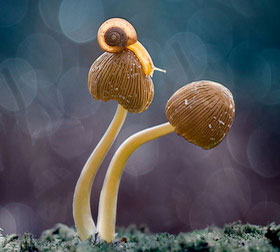 虚拟号码手机号发送平台